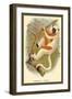 Conquerel's Siafka-Sir William Jardine-Framed Art Print