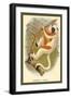 Conquerel's Siafka-Sir William Jardine-Framed Art Print