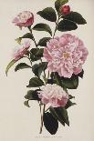 Camellia.  from 'The Botanical Cabinet, Consisting of Coloured Delineations of Plants from All…-Conrad Loddiges-Mounted Giclee Print