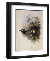 Conrad's Inca, Bourcieria Conradi-John Gould-Framed Giclee Print