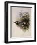 Conrad's Inca, Bourcieria Conradi-John Gould-Framed Giclee Print