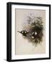 Conrad's Inca, Bourcieria Conradi-John Gould-Framed Giclee Print