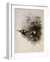 Conrad's Inca, Bourcieria Conradi-John Gould-Framed Giclee Print