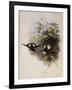 Conrad's Inca, Bourcieria Conradi-John Gould-Framed Giclee Print