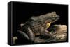 Conraua Goliath (Giant Frog)-Paul Starosta-Framed Stretched Canvas