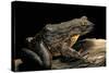 Conraua Goliath (Giant Frog)-Paul Starosta-Stretched Canvas