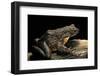 Conraua Goliath (Giant Frog)-Paul Starosta-Framed Photographic Print