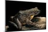 Conraua Goliath (Giant Frog)-Paul Starosta-Mounted Photographic Print