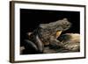 Conraua Goliath (Giant Frog)-Paul Starosta-Framed Photographic Print