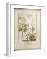 Consiligo, Burreed and Strawberry, The Book of Simple Medicines, Platearius-Robinet Testard-Framed Giclee Print