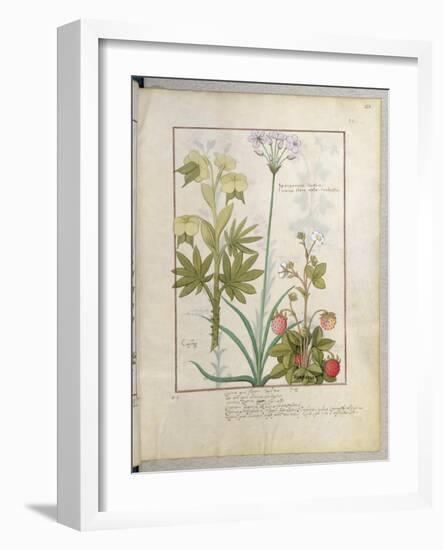 Consiligo, Burreed and Strawberry, The Book of Simple Medicines, Platearius-Robinet Testard-Framed Giclee Print