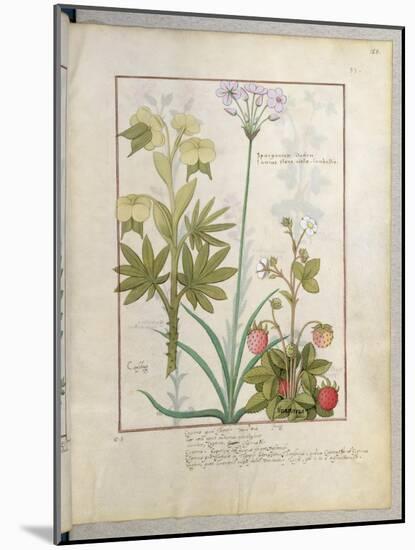 Consiligo, Burreed and Strawberry, The Book of Simple Medicines, Platearius-Robinet Testard-Mounted Giclee Print