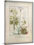 Consiligo, Burreed and Strawberry, The Book of Simple Medicines, Platearius-Robinet Testard-Mounted Giclee Print
