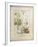 Consiligo, Burreed and Strawberry, The Book of Simple Medicines, Platearius-Robinet Testard-Framed Giclee Print