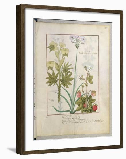 Consiligo, Burreed and Strawberry, The Book of Simple Medicines, Platearius-Robinet Testard-Framed Giclee Print