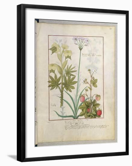 Consiligo, Burreed and Strawberry, The Book of Simple Medicines, Platearius-Robinet Testard-Framed Giclee Print