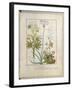 Consiligo, Burreed and Strawberry, The Book of Simple Medicines, Platearius-Robinet Testard-Framed Giclee Print