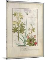 Consiligo, Burreed and Strawberry, The Book of Simple Medicines, Platearius-Robinet Testard-Mounted Giclee Print