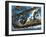Consolidated Pby Catalina-Wilf Hardy-Framed Giclee Print