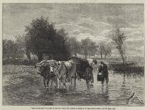 Cows at the Watering Hole, 1855-Constant-emile Troyon-Giclee Print