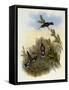 Constant's Star-Throat, Heliomaster Constanti-John Gould-Framed Stretched Canvas