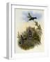 Constant's Star-Throat, Heliomaster Constanti-John Gould-Framed Giclee Print