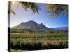 Constantia Wineries, Cape Town, South Africa-Michele Westmorland-Stretched Canvas