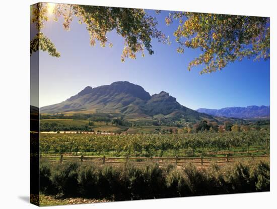 Constantia Wineries, Cape Town, South Africa-Michele Westmorland-Stretched Canvas