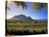 Constantia Wineries, Cape Town, South Africa-Michele Westmorland-Stretched Canvas