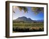 Constantia Wineries, Cape Town, South Africa-Michele Westmorland-Framed Photographic Print