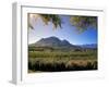 Constantia Wineries, Cape Town, South Africa-Michele Westmorland-Framed Photographic Print