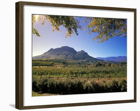 Constantia Wineries, Cape Town, South Africa-Michele Westmorland-Framed Photographic Print