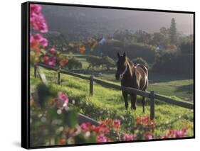 Constantia Winery, Cape Town, South Africa-Stuart Westmoreland-Framed Stretched Canvas