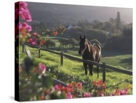 Constantia Winery, Cape Town, South Africa-Stuart Westmoreland-Stretched Canvas