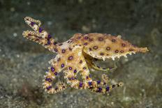 Spotted Puffer (Arothron Meleagris) Juvenile. Lembeh Strait, North Sulawesi, Indonesia-Constantinos Petrinos-Photographic Print