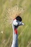 Crowned Crane (Balearica Regulorum Gibbericeps) Masai Mara National Reserve-Constantinos Petrinos-Framed Photographic Print