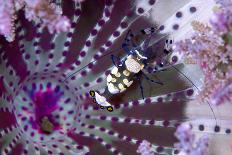 Purple short tentacle mushroom coral, Indonesia-Constantinos Petrinos-Photographic Print