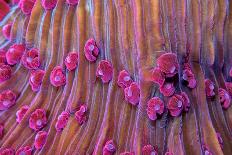 Purple short tentacle mushroom coral, Indonesia-Constantinos Petrinos-Photographic Print