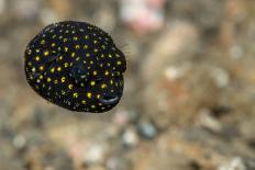 Spotted Puffer (Arothron Meleagris) Juvenile. Lembeh Strait, North Sulawesi, Indonesia-Constantinos Petrinos-Photographic Print