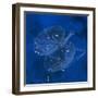 Constellation Libra-null-Framed Photographic Print