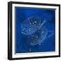Constellation Libra-null-Framed Photographic Print