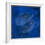 Constellation Libra-null-Framed Photographic Print