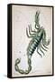 Constellation: Scorpio-Sidney Hall-Framed Stretched Canvas