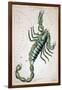 Constellation: Scorpio-Sidney Hall-Framed Giclee Print