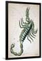 Constellation: Scorpio-Sidney Hall-Framed Giclee Print