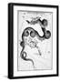 Constellations;Little Bear;Dragon;Engr.-null-Framed Giclee Print