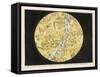 Constellations of the Northern Hemisphere-Charles F. Bunt-Framed Stretched Canvas