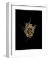 Construction 1: Birds Nest from Above-Doris Mitsch-Framed Photographic Print