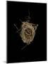 Construction 1: Birds Nest from Above-Doris Mitsch-Mounted Photographic Print