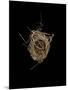 Construction 1: Birds Nest from Above-Doris Mitsch-Mounted Photographic Print